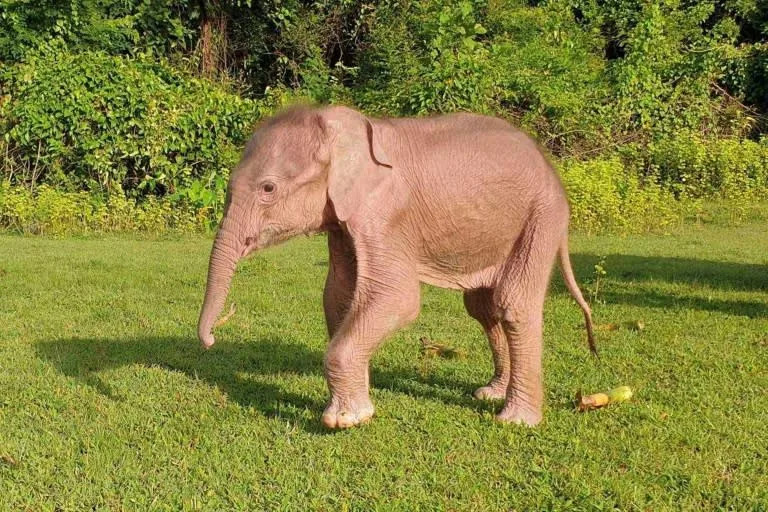 Rare white elephant born in Burma