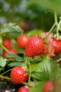 <p>Plant your strawberries during <a href="https://www.housebeautiful.com/uk/garden/a35900181/spring-summer-gardening-trends/" rel="nofollow noopener" target="_blank" data-ylk="slk:spring;elm:context_link;itc:0;sec:content-canvas" class="link ">spring</a> or autumn, preferably in a sunny and sheltered position. Easy to plant and mostly trouble free, these bright red fruits are perfect for children to grow (and eat) during the holidays. <br></p><p>'This is one of the most rewarding child-proof plants you can try this summer half-term,' J Parker's add. 'The strawberry is easy to plant and requires very little maintenance. The Strawberry Florence, for instance, a late strawberry variety, is known to be hardy and resilient to diseases.'</p><p><a class="link " href="https://go.redirectingat.com?id=127X1599956&url=https%3A%2F%2Fwww.primrose.co.uk%2F-p-133953.html&sref=https%3A%2F%2Fwww.housebeautiful.com%2Fuk%2Fgarden%2Fplants%2Fg36446066%2Fplants-for-kids%2F" rel="nofollow noopener" target="_blank" data-ylk="slk:BUY NOW VIA PRIMROSE;elm:context_link;itc:0;sec:content-canvas">BUY NOW VIA PRIMROSE</a></p>