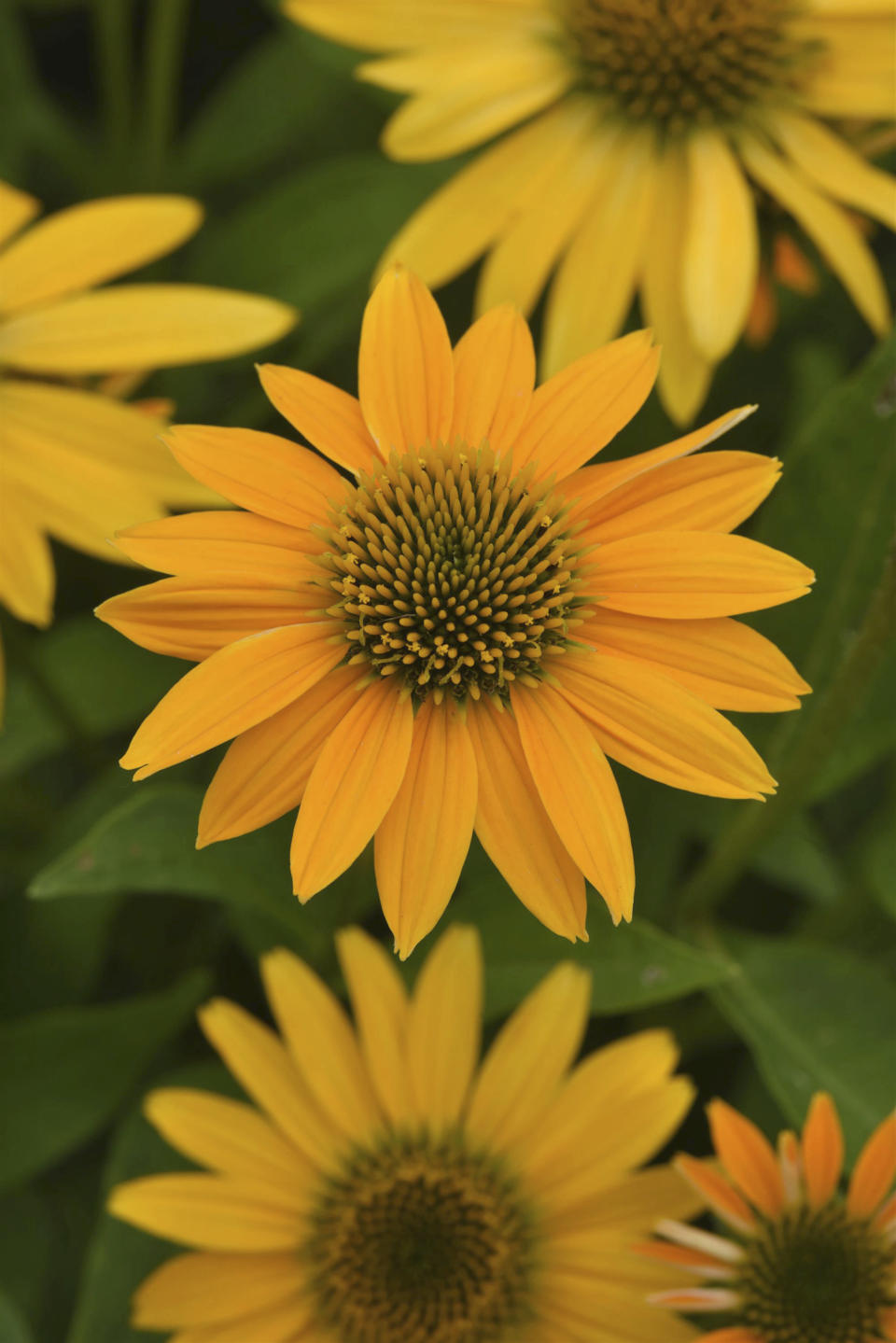 This image provided by PanAmerican Seed shows Echinacea Artisan Yellow Ombre, a new multi-branched coneflower variety. (Kieft Seeds from PanAmerican Seed via AP)