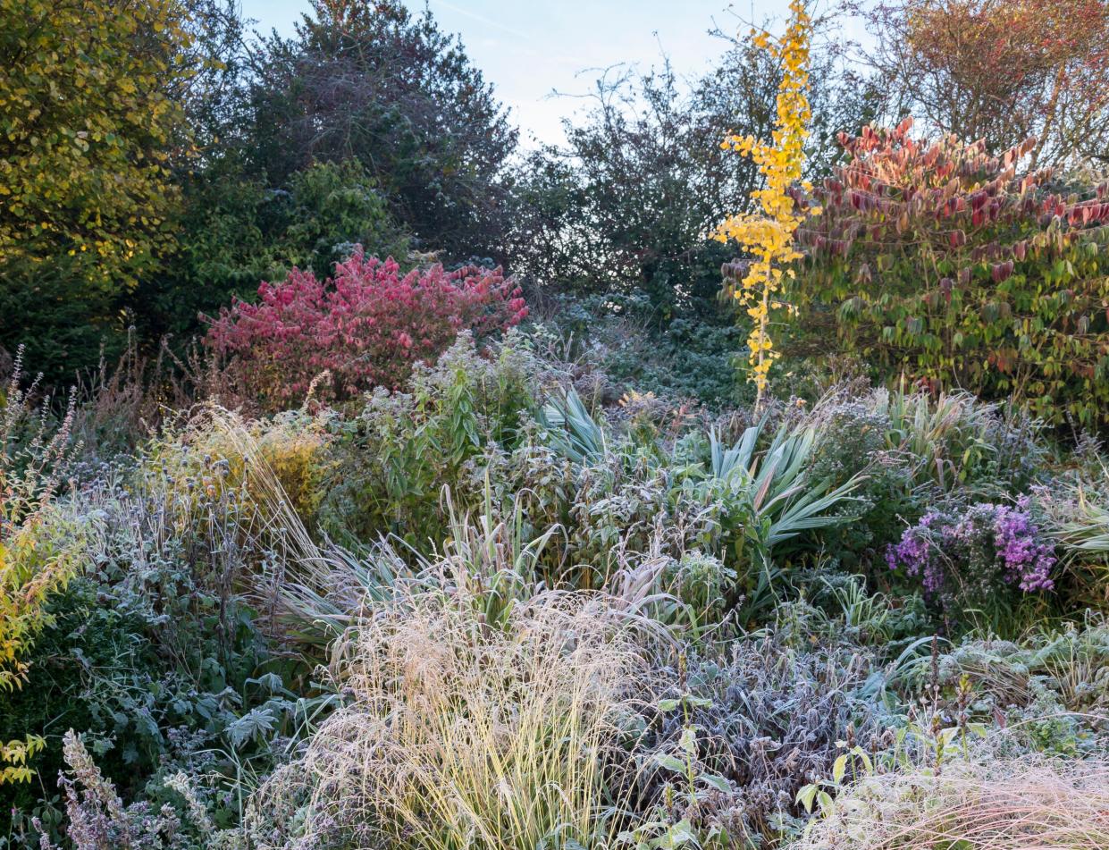  A frosty garden with ornamental grasses and evergreen shrubs. 