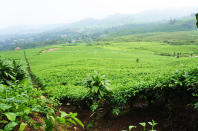 A quick and refreshing tea walk in Bandung's highland