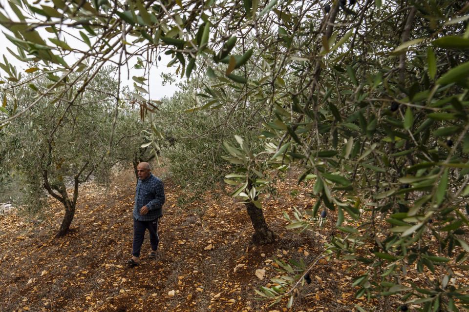 Abdallah Quteish, a retired school principal, walks through his olive orchard in the southern village of Houla, near the border with Israel, Lebanon, Saturday, Nov. 25, 2023. With a cautious calm prevailing over the border area in south Lebanon Saturday, the second day of a four-day cease-fire between Hamas and Israel, villages that had emptied of their residents came back to life at least briefly. Quteish and his wife were displaced by clashes between Hezbollah and Israel forces on the border and missed the harvest season. (AP Photo/Hassan Ammar)