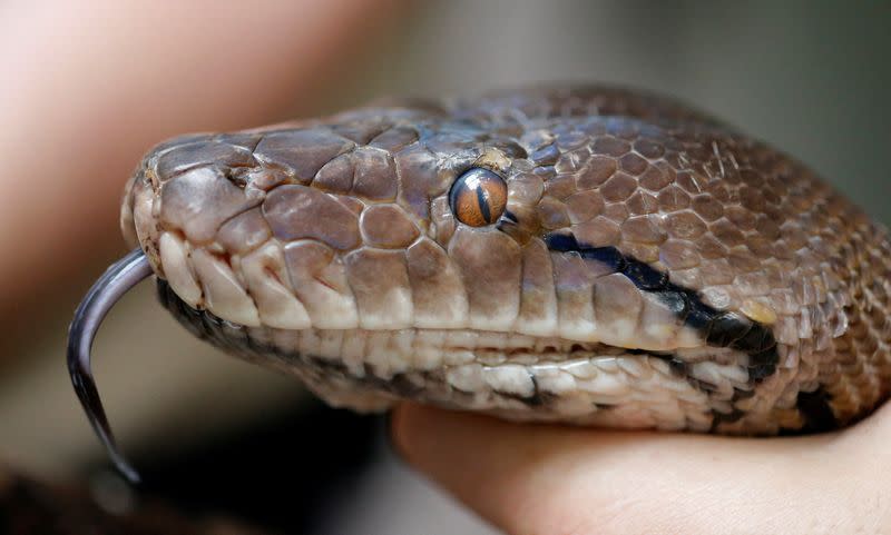 A keeper holds the head of JF, a 4.6 metre long reticulated Python ahead of a health check and ultrasound heart scan at Chester Zoo