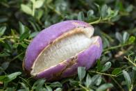 Darf es ein bisschen exotischer sein? Die ungewöhnlichen Früchte der Fingerblättrigen Akebie leuchten in den Farben blau und lila. Ihr süßlicher Geschmack wird vor allem in Japan geschätzt, von den zahlreichen Kernen sollte man sich beim Verzehr nicht stören lassen. In hiesigen Gefilden ist sie auch unter dem Namen Klettergurke bekannt. (Bild: iStock / Miyuki-3)