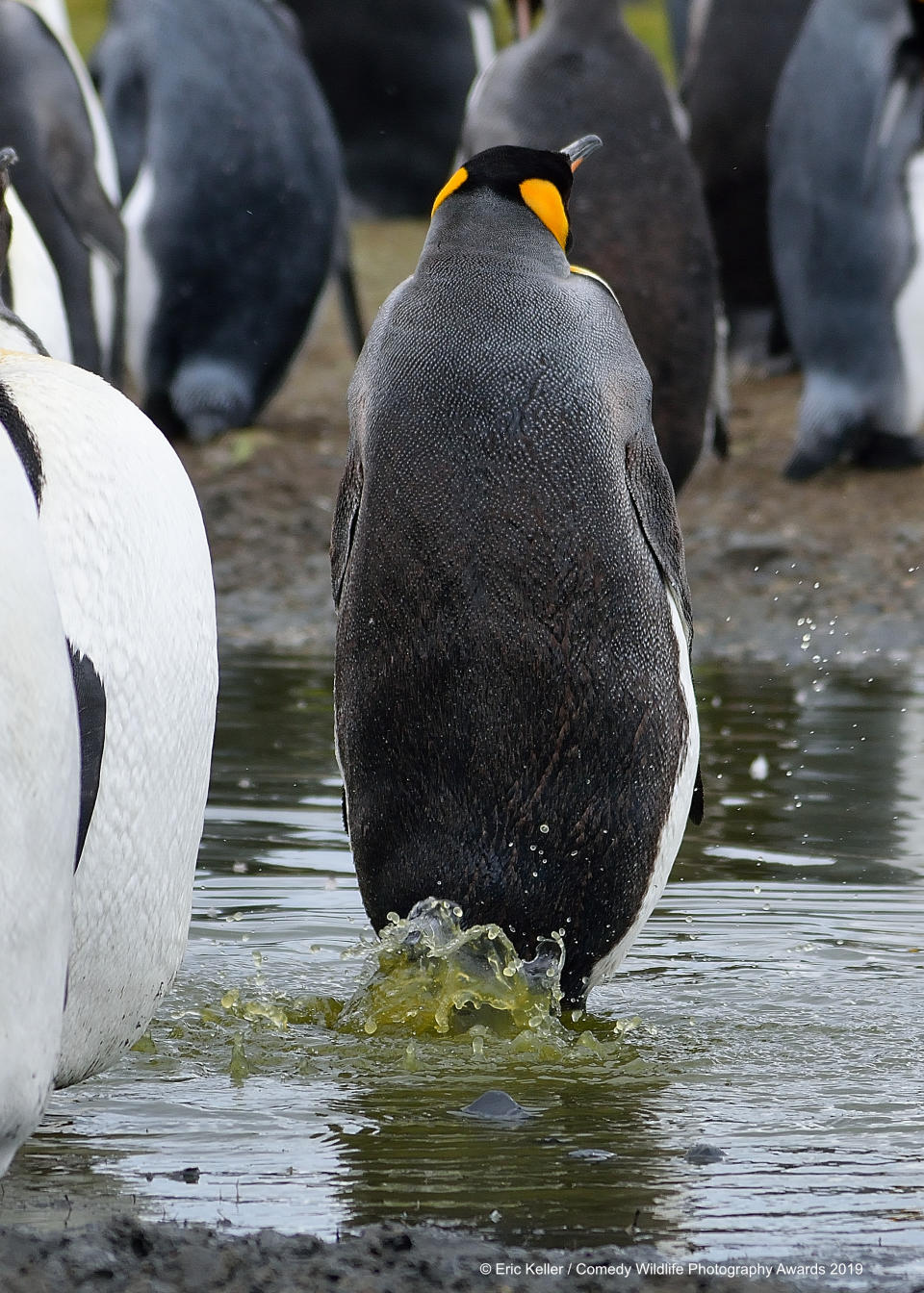 Un pinguino reale del South Georgia Island che credeva di non essere beccato ©Eric Keller / Comedy Wildlife Photography Awards 2019