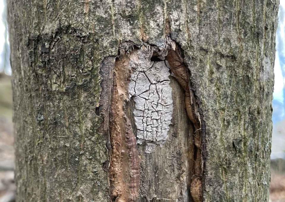 A lanternfly egg mass on the bark of a tree.