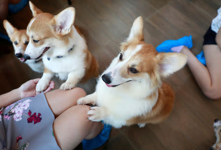 Corgi dogs play with customers at Corgi in the Garden cafe in Bangkok, Thailand, March 15, 2019. REUTERS/Soe Zeya Tun