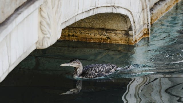 A yellow-billed loon swims in Lake Bellagio on the Strip in Las Vegas