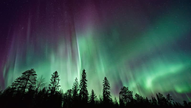 An updated photo of aurora borealis displayed in the sky above a forest of pine trees.