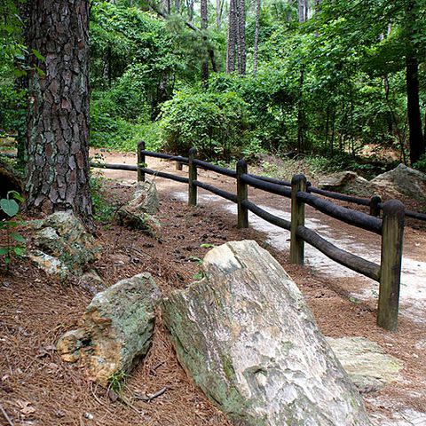 Photo Courtesy of Mississippi Petrified Forest