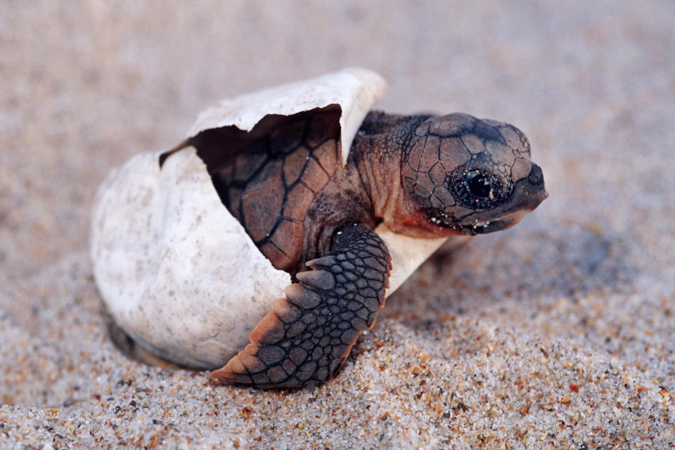 A hatchling turtle coming out of an egg on the sand. 