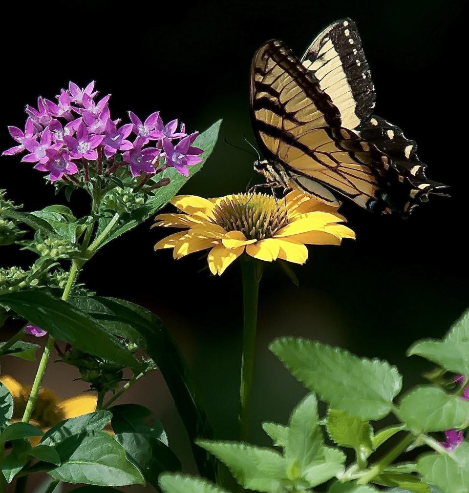 This female Eastern Tiger Swallowtail has found Sunstar Rose to be on the nectar menu.