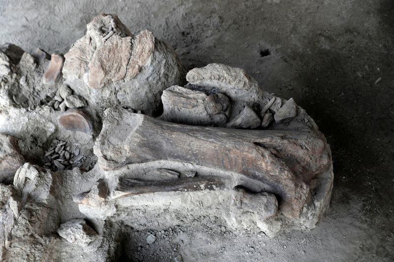 Mammoth bones are pictured at a site where archaeologists and worker of Mexico's National Institute of Anthropology and History (INAH) work and where more than 100 mammoth skeletons have been identified, in Zumpango