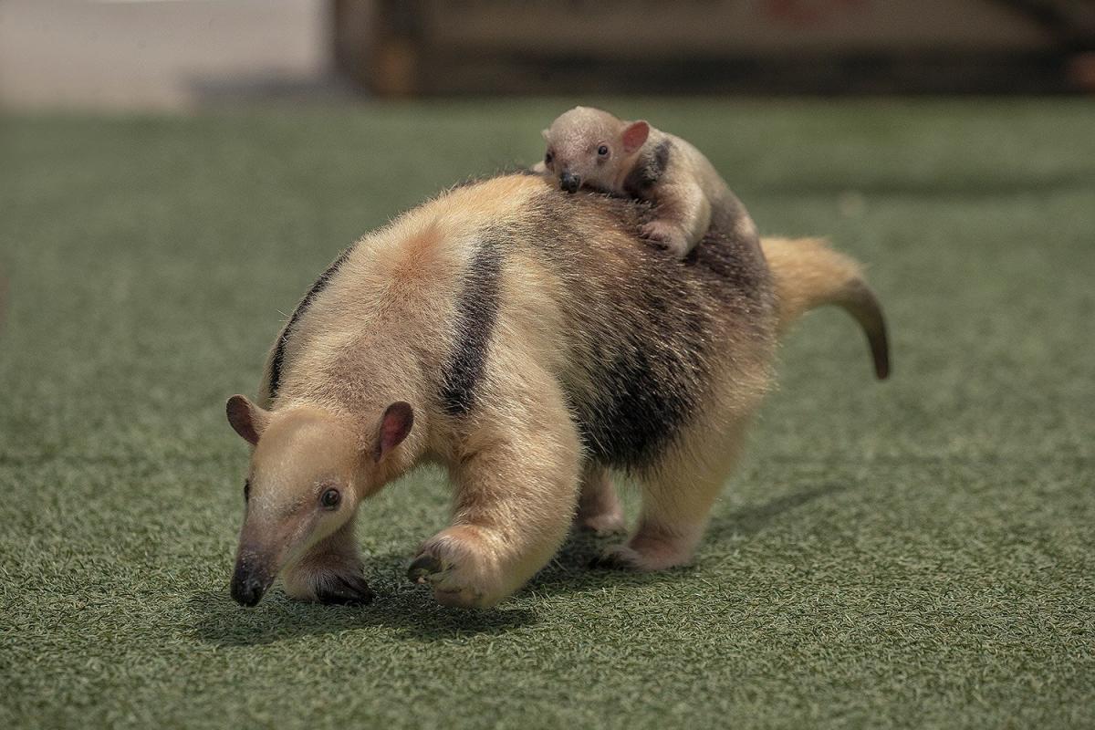 Tamandua