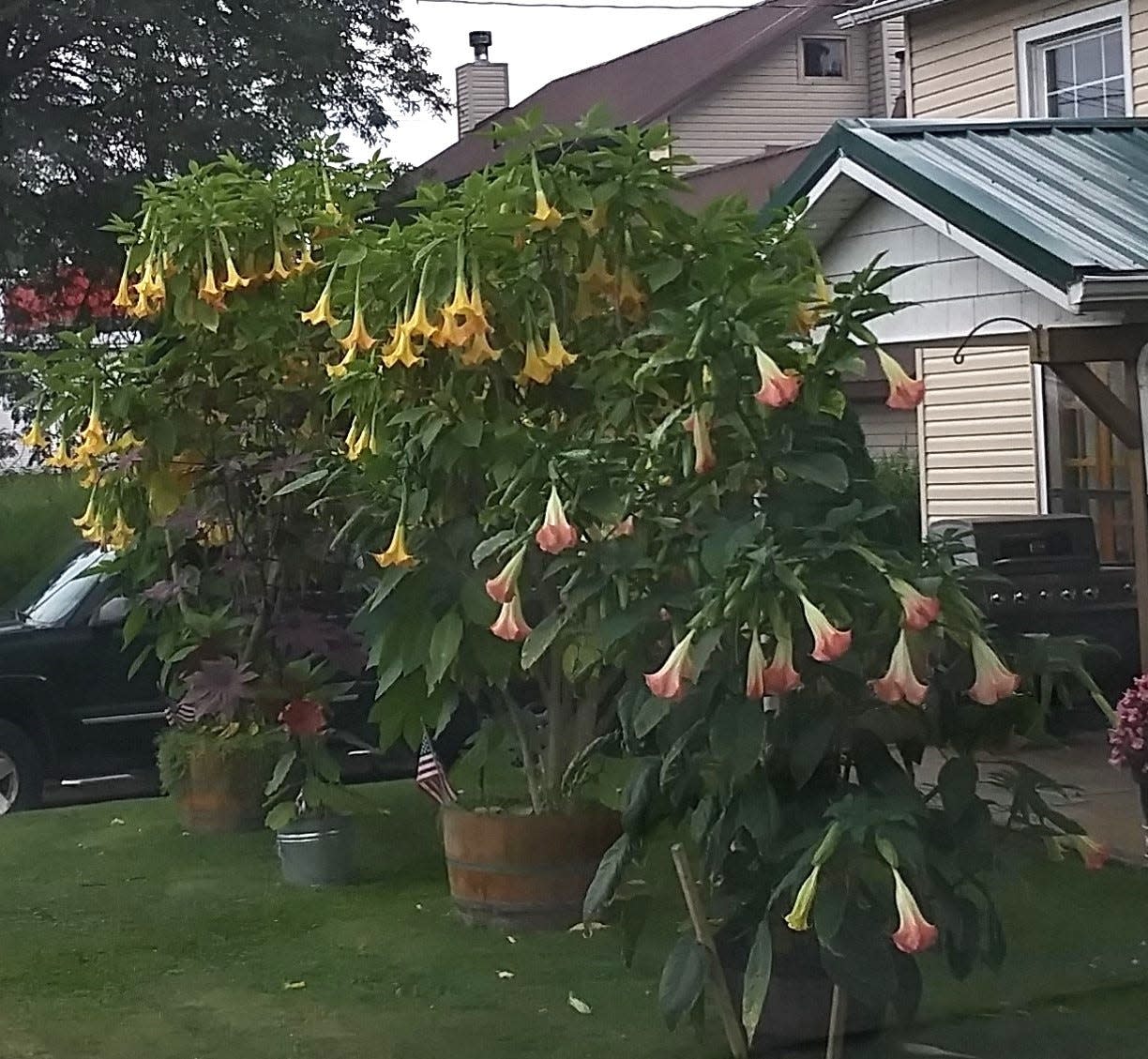 Angel's trumpet likes full sun with lots of water. It's best to plant it in mid-spring when outside temperatures no longer drop below 50 degrees at night.