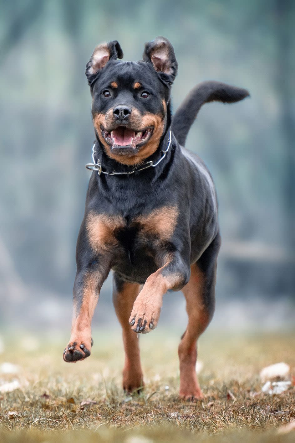 10) Rottweiler