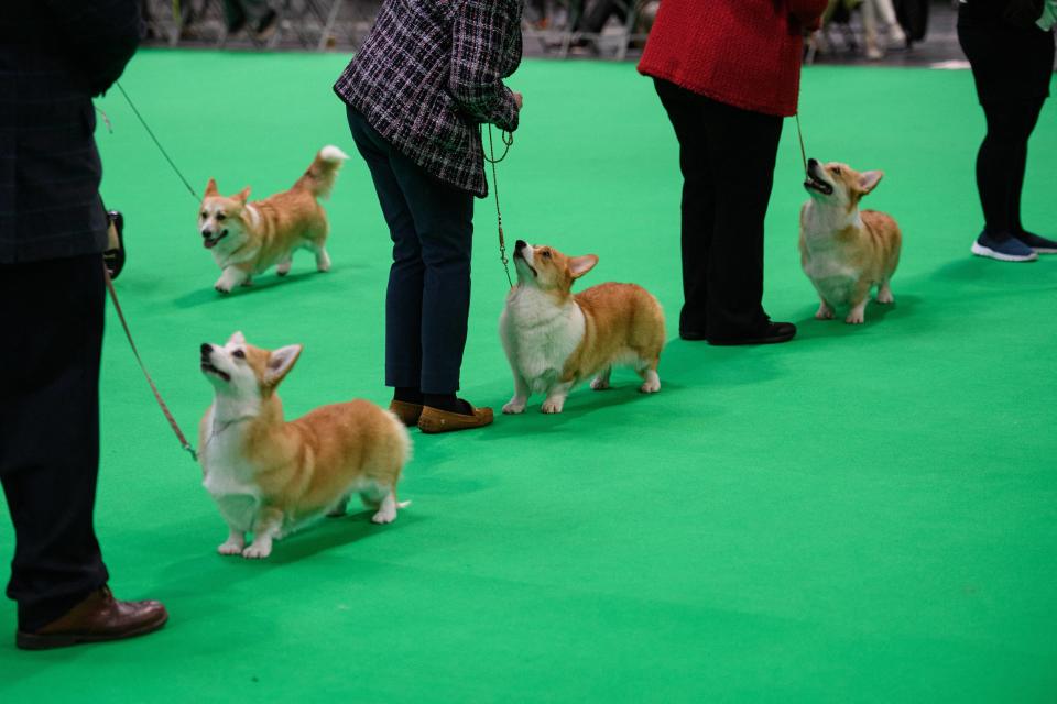 Que serait un défilé canin au Royaume-Uni sans les célèbres corgis ? (édition 2022) 