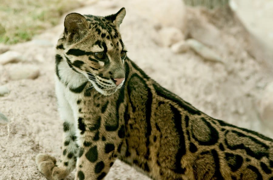 Denver Zoo - Lisu the leopard 3