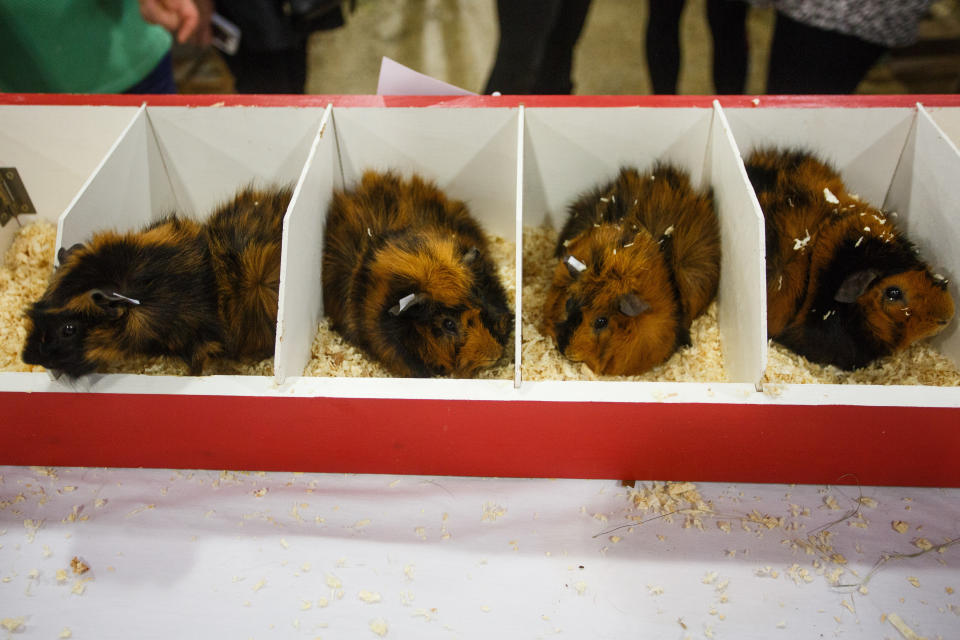 Thousands of people flocked to the UK’s longest-running small animal show this weekend