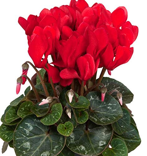 Live Potted Plant Red Cyclamen Persicum Hardy in Zones 4-10, Nice size Plant