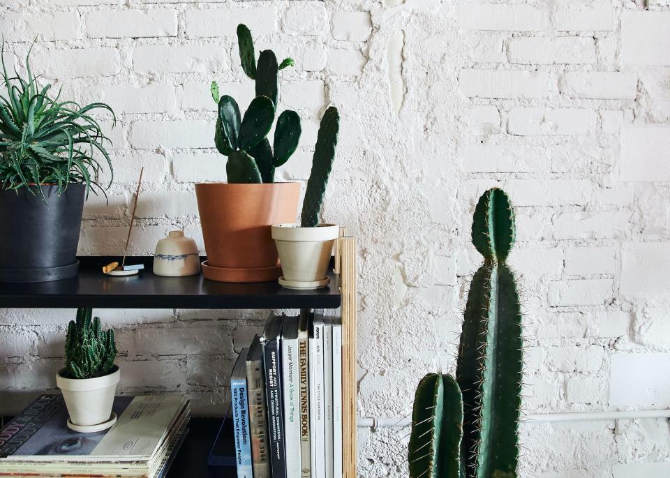 <a href="https://fave.co/2vRbnEA" target="_blank" rel="noopener noreferrer">Bloomscape</a> is an online shop that delivers plants directly from the greenhouse to your front door. The brand just unveiled a Mojave-inspired cacti collection, including everything from a&nbsp;<a href="https://fave.co/2Uiun8q" target="_blank" rel="noopener noreferrer">Prickly Pear Cactus</a>&nbsp;and a <a href="https://fave.co/2JcYSpL" target="_blank" rel="noopener noreferrer">Hedge Cactus</a>&nbsp;to an extra large <a href="https://fave.co/2UgJjUh" target="_blank" rel="noopener noreferrer">Yucca cane</a>. For cacti beginners, we <a href="https://bloomscape.com/product/mojave-collection/" target="_blank" rel="noopener noreferrer">recommend this mini Mojave collection</a> that includes a Golden Barrel Cactus, a Fairy Castles Cactus and a Bullwinkle Cactus. If you're not into cacti, however, there's plenty of <a href="https://fave.co/2vRbnEA" target="_blank" rel="noopener noreferrer">other greenery to browse at Bloomscape</a>.<br /><br /><a href="https://fave.co/2WFZV9z" target="_blank" rel="noopener noreferrer">Check out plants at Bloomscape</a>.