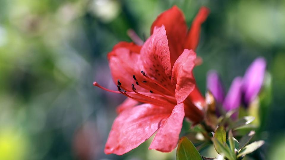 Azaleas