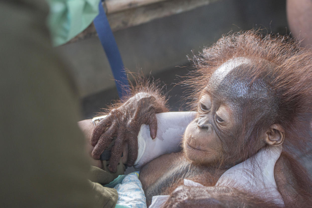These heart melting images show the moment a baby orangutan, separated from its mother, was recovered by conservationists in Limpang, a village in Jelai Hulu District, Borneo, Indonesia. See SWNS story SWOCrescue. This is the touching moment a baby orangutan separated from its mother is rescued by villagers in one of the remotest places on earth. Video shows the frightened baby ape holding tightly onto conservationists who comfort him, after stumbling upon a tiny village in Indonesia.  Named 'Aben' by his rescuers, the orangutan - less than a year old - looks around with large beady eyes as he is kept warm and tested for contagious diseases. According to welfare group International Animal Rescue (IAR), Aben was found in Limpang, a village in Jelai Hulu District, earlier this month.