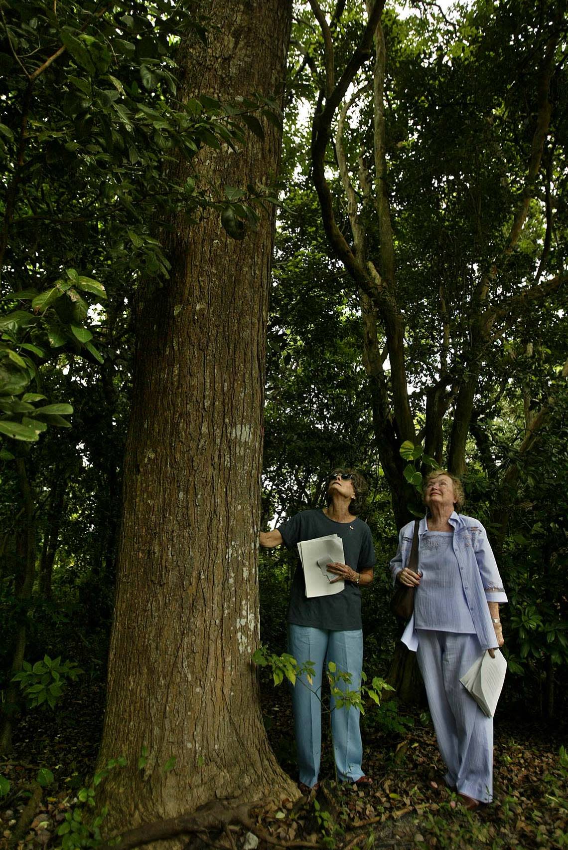 Preservationist and conservationist Sallye Jude, right, looks up at a massive native Paradise tree along with Janet McAliley in Miami’s Sewell Park on the Miami River in 2002.