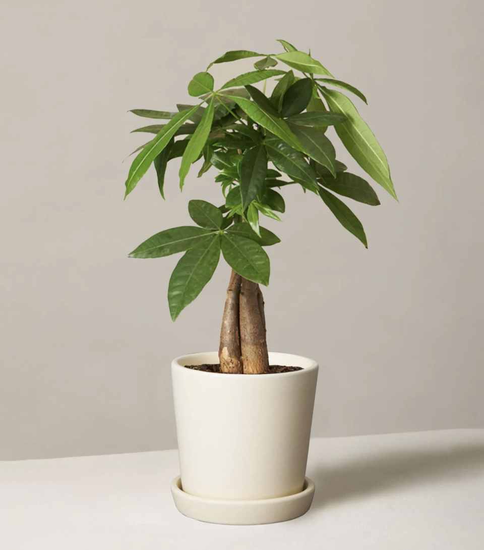 best indoor plants, Money Tree from The Sill