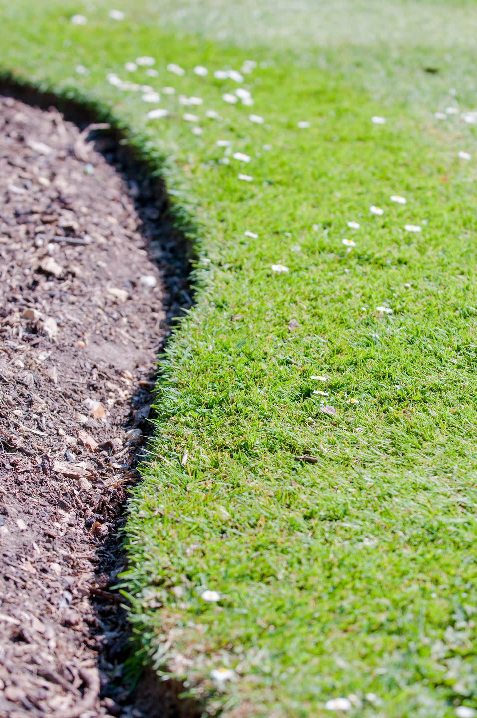 curved grass border of an empty flower bed