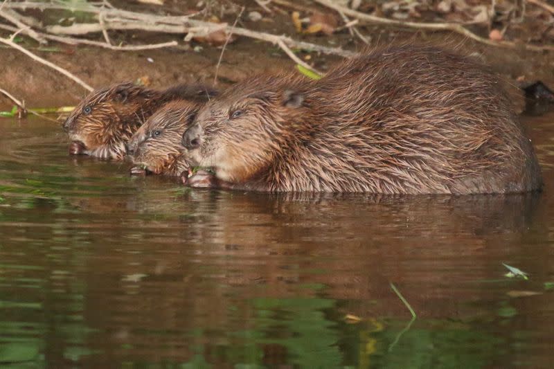 Beavers are pictured at River Otter, Devon