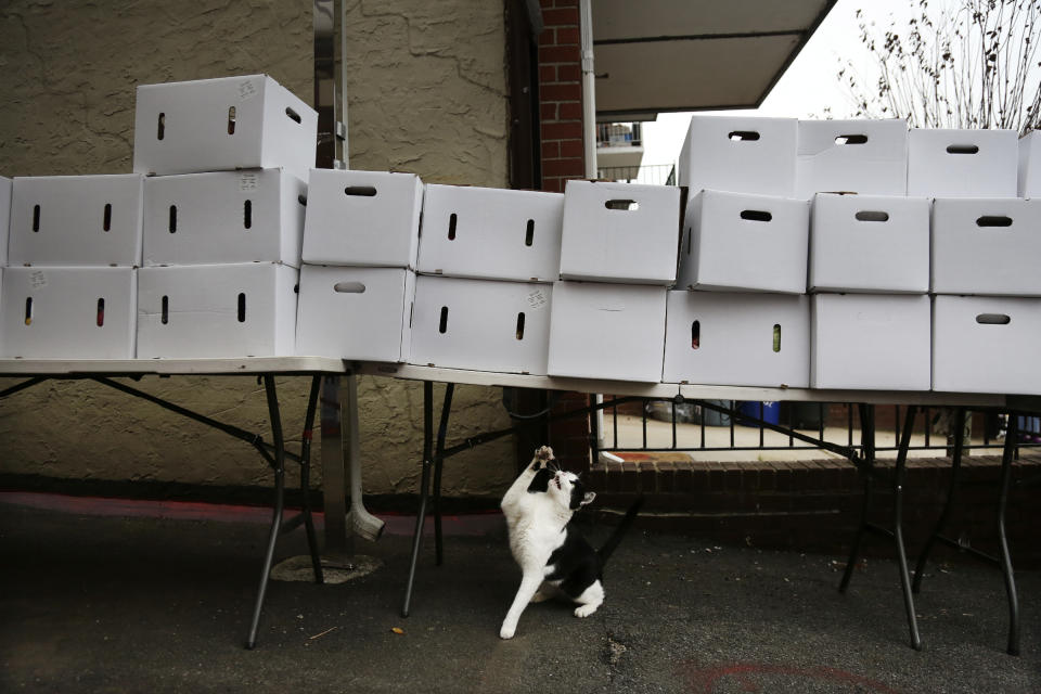 A cat reaches for a piece of string hanging from a table stacked with boxes of food at the United Sherpa Association's weekly food pantry on Friday, Jan. 15, 2021, in the Queens borough of New York. (AP Photo/Jessie Wardarski)