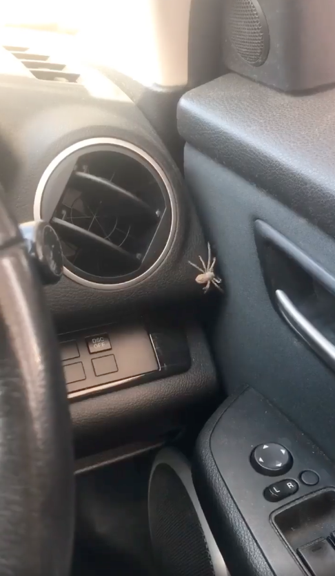 The spider was actually massive. Photo: Facebook/Laura Mazza