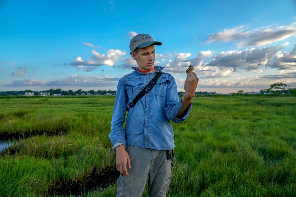 Joel Eckerson, an intern with the Saltmarsh Sparrow Research Initiative, holds one of the tiny birds during a study of the species' nesting habits at Jacob's Point in Warren, Rhode Island.