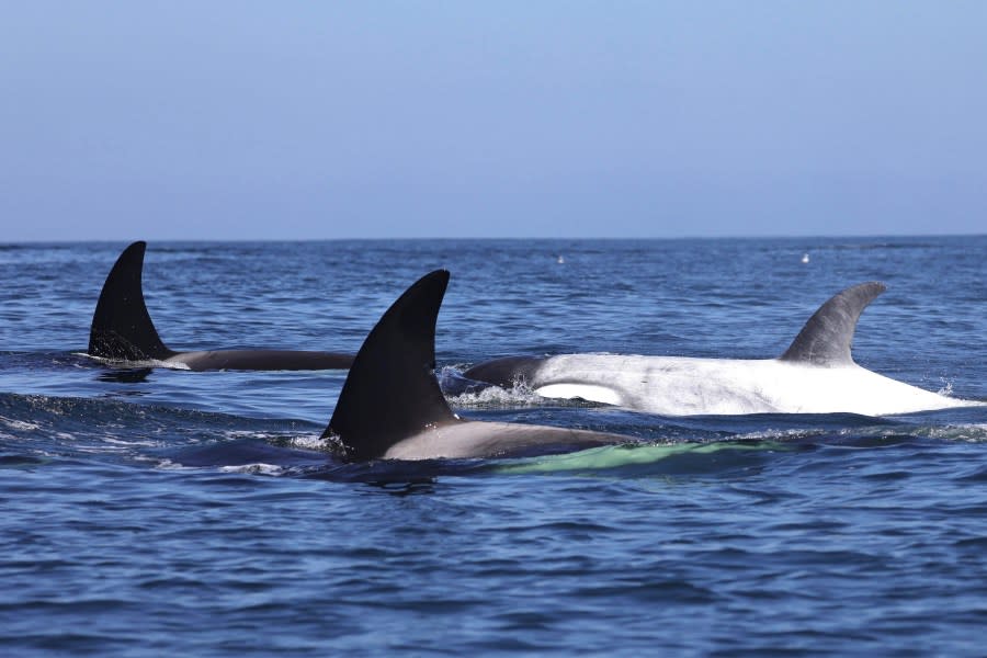 A rare sighting in Southern California. A pod of killer whales is seen near Newport Beach on April 29, 2024. (Delaney Trowbridge)