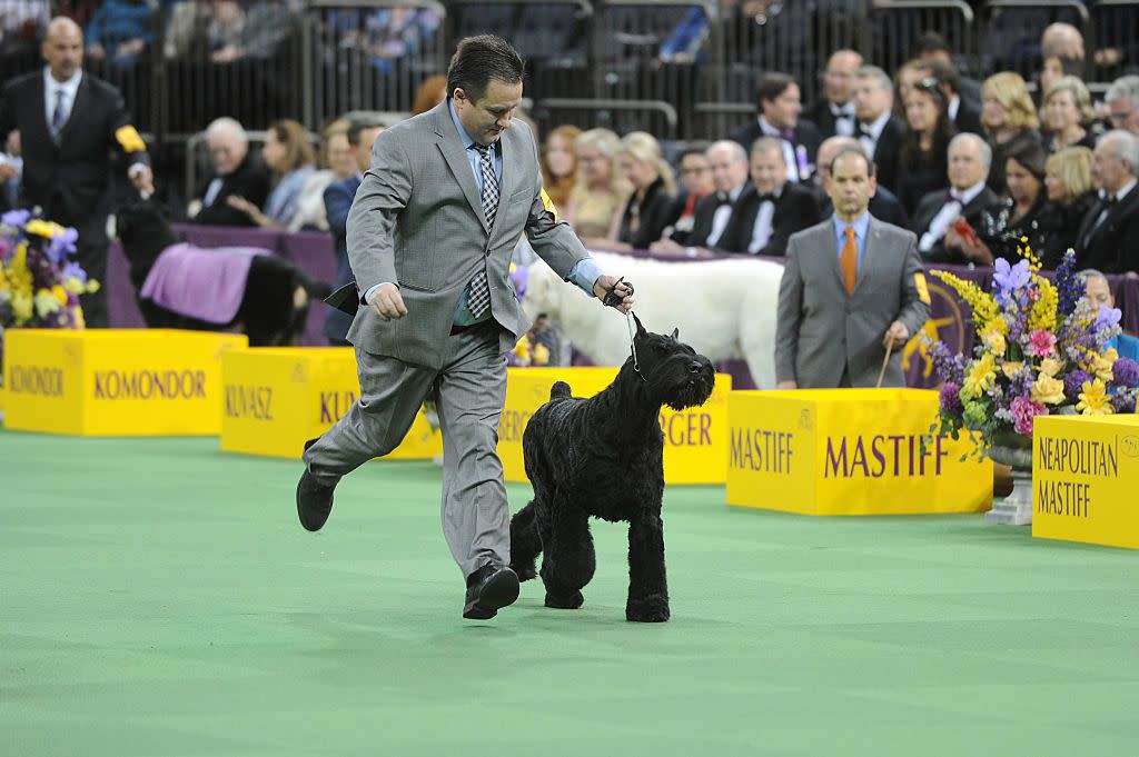 tallest dog breed black russian terrier at a dog show