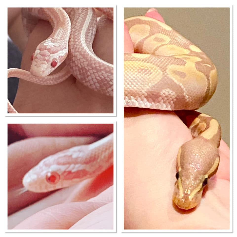 Gazette: Fantastic - three pet snakes