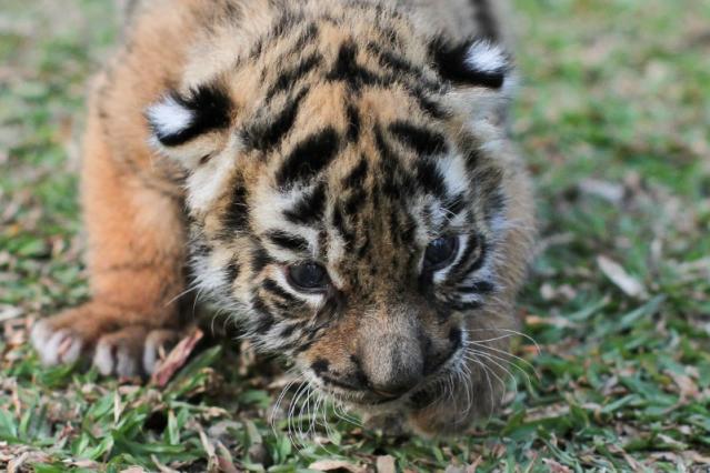 The Independent - One of three newborn white Bengal tiger cubs is pictured  with its mother in La Pastora Zoo in the municipality of Guadalupe, Mexico