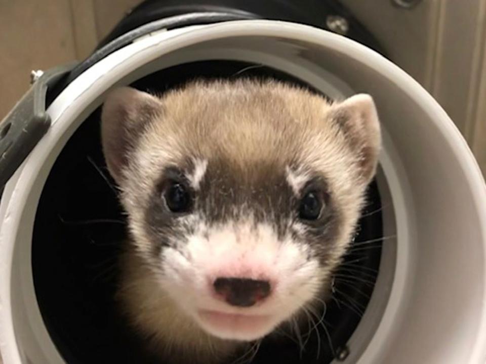 Elizabeth Ann, the first cloned black-footed ferret and first-ever cloned US endangered species, at 50-days old on 29 January, 2021AP
