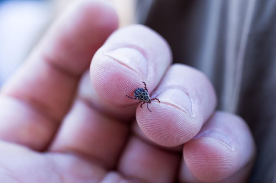 Es gibt auch Hausmittel, die als natürliche Repellents eingesetzt werden können. Doch ist deren Wirkung nicht zweifelsfrei nachgewiesen. Wenn Sie trotzdem den natürlichen Mitteln gegenüber den chemischen den Vorzug geben möchten, versuchen Sie es mit folgenden Hausmitteln zur Zeckenabwehr ... (Bild: iStock / vzwer)