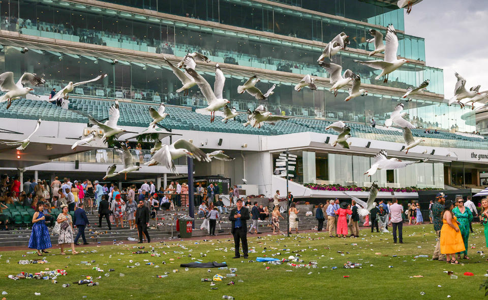 Seagulls, pictured here at Flemington.