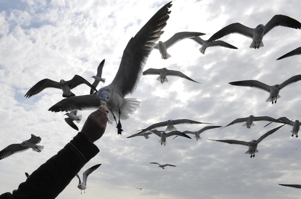 FILE - In this Wednesday, Dec. 21, 2011 file photo, a sea gull snags a piece of bread out of a passenger's hand aboard a ferry boat as it crosses Galveston Bay in Galveston, Texas. Galveston, an hour south of Houston on I-45, is Houston's gateway to the Gulf of Mexico and the ferry is free. (AP Photo/Pat Sullivan, File)