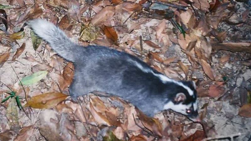 恆春半島出現第3例鼬獾狂犬病，屏東縣動物防疫所再度開設犬貓狂犬病疫苗巡迴注射活動。（圖／屏東縣政府提供）