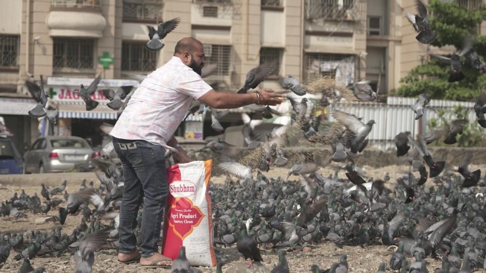 Pigeon feeding, seen as a way to help the birds and accumulate religious blessings, is common practice in Mumbai. 