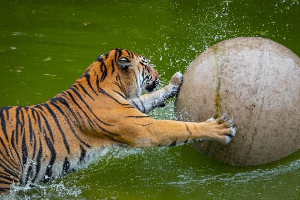 Unusually for a feline, tigers enjoy the water (ZSL London Zoo)