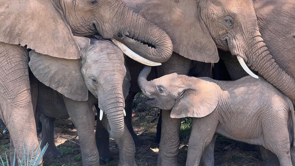 An elephant family comforts a calf while napping under a tree in Samburu National Reserve, Kenya. - George Wittemyer