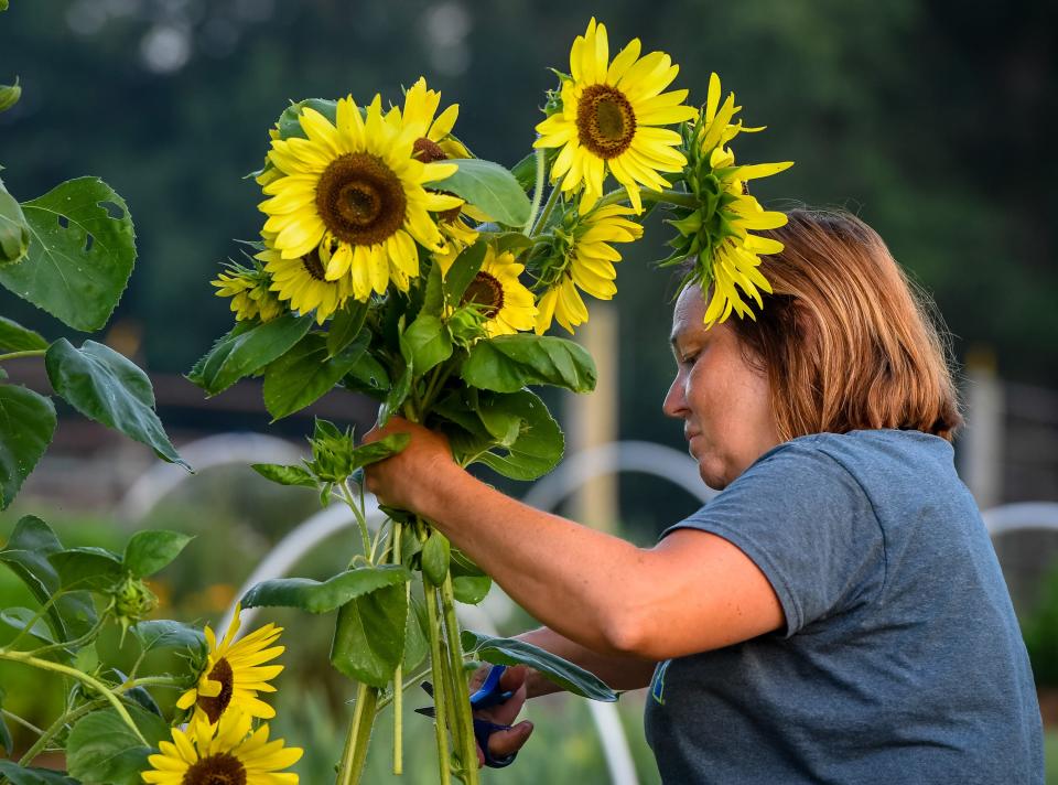 During an early morning picking, Laura Feldman Rideout of the Feldman Farms trims sunflower stalks for fresh-cut flower bouquets to be sold at the Henderson Farmers Market Saturday, July 18, 2020.