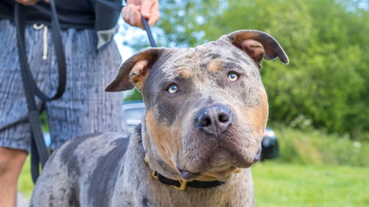 How the authorities might decide your dog is an XL Bully: Key  characteristics that could put your pet at risk of the ban