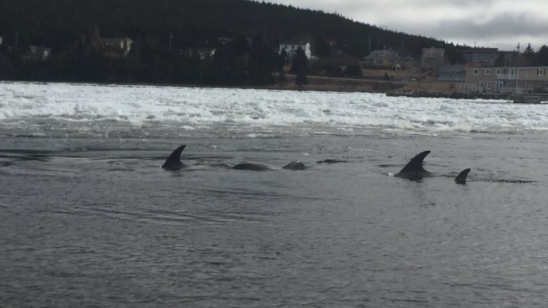 'Mission accomplished': Trapped dolphins in Heart's Delight rescued with community effort