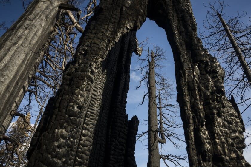 The Redwood Mountain Grove at Sequoia and Kings Canyon National Parks was devastated by the KNP Complex and Windy Fire.